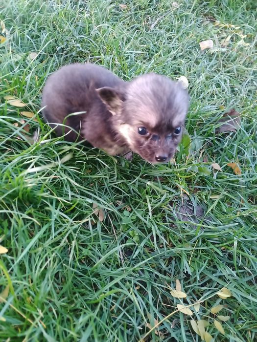 Подарую чотирьох щенят