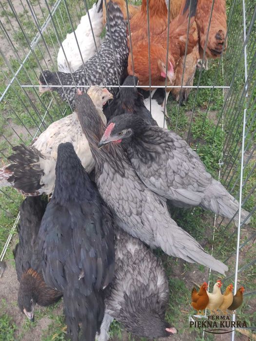 Kury Nioski Kolorowe Rosa Dominant Leghorn Lohman Leghorn