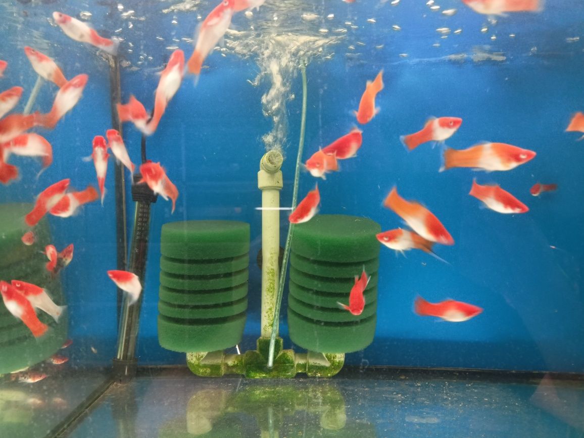 Ryby akwariowe mieczyki koi