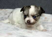 Suczka mini chihuahua