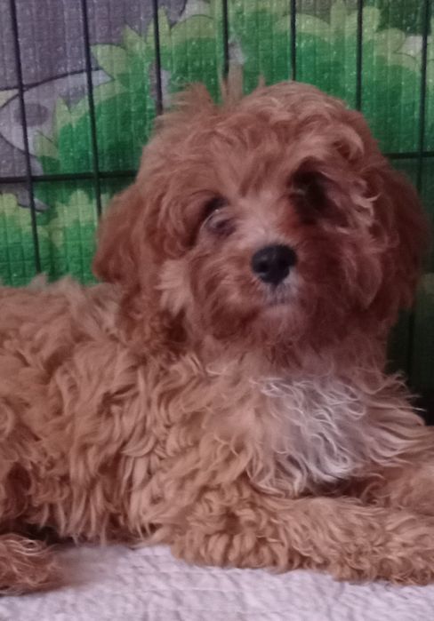 Cavapoo F1 suczka