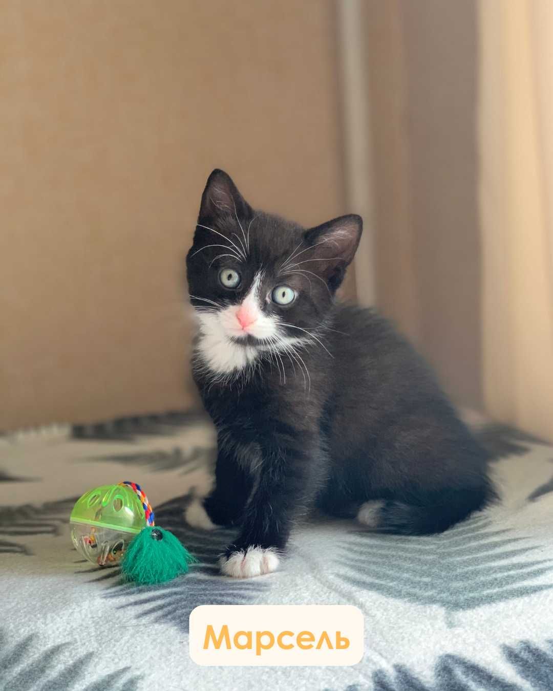 Марсель, маленький котик, кошеня, кошенята, котята, коти, кіт