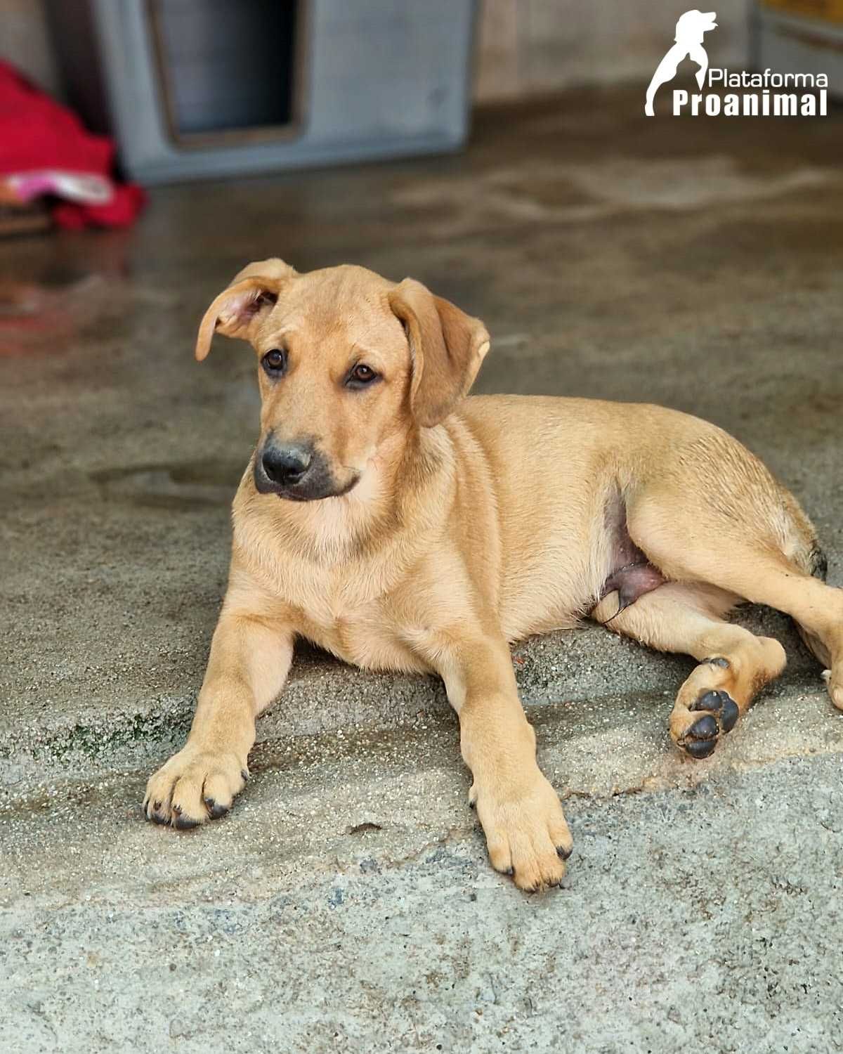 ELVIS - Cãozinho Bebe para Adoção