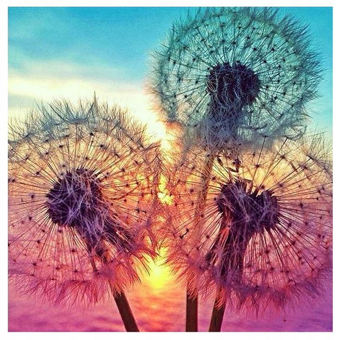 Malowanie po Numerach Mlecze Obraz z Ramą