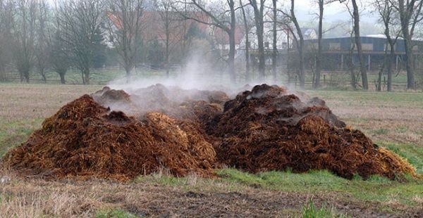 Obornik koński przemaserowany