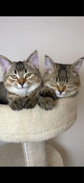 Кошеня шотландські з щепленням чіпом,чорно золота шиншила