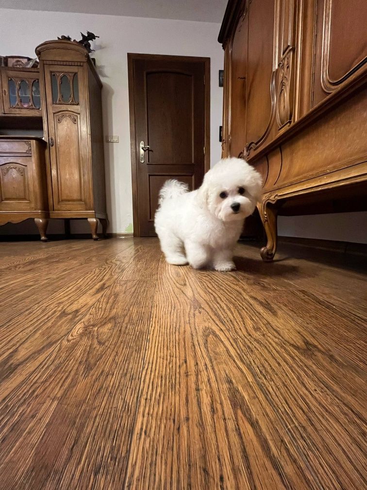 Bichon frise FCI samiec gotowy do odbioru