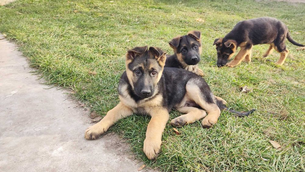 Цуценята породи Німецька вівчарка