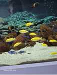 68 szt Pyszczaki Demasoni I Yellow 4-7 cm Malawi
