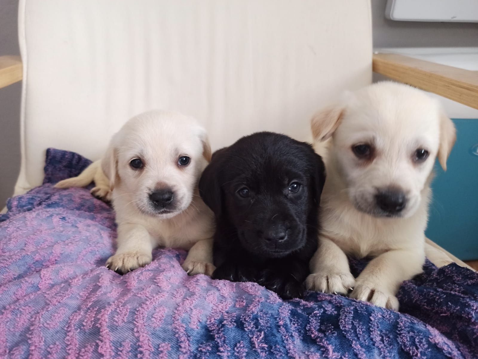Labrador Retriever Z Rodowodem