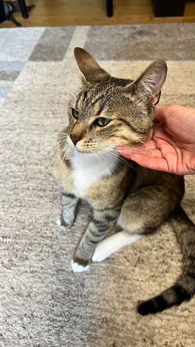 Котик (кастрований) шукає родину