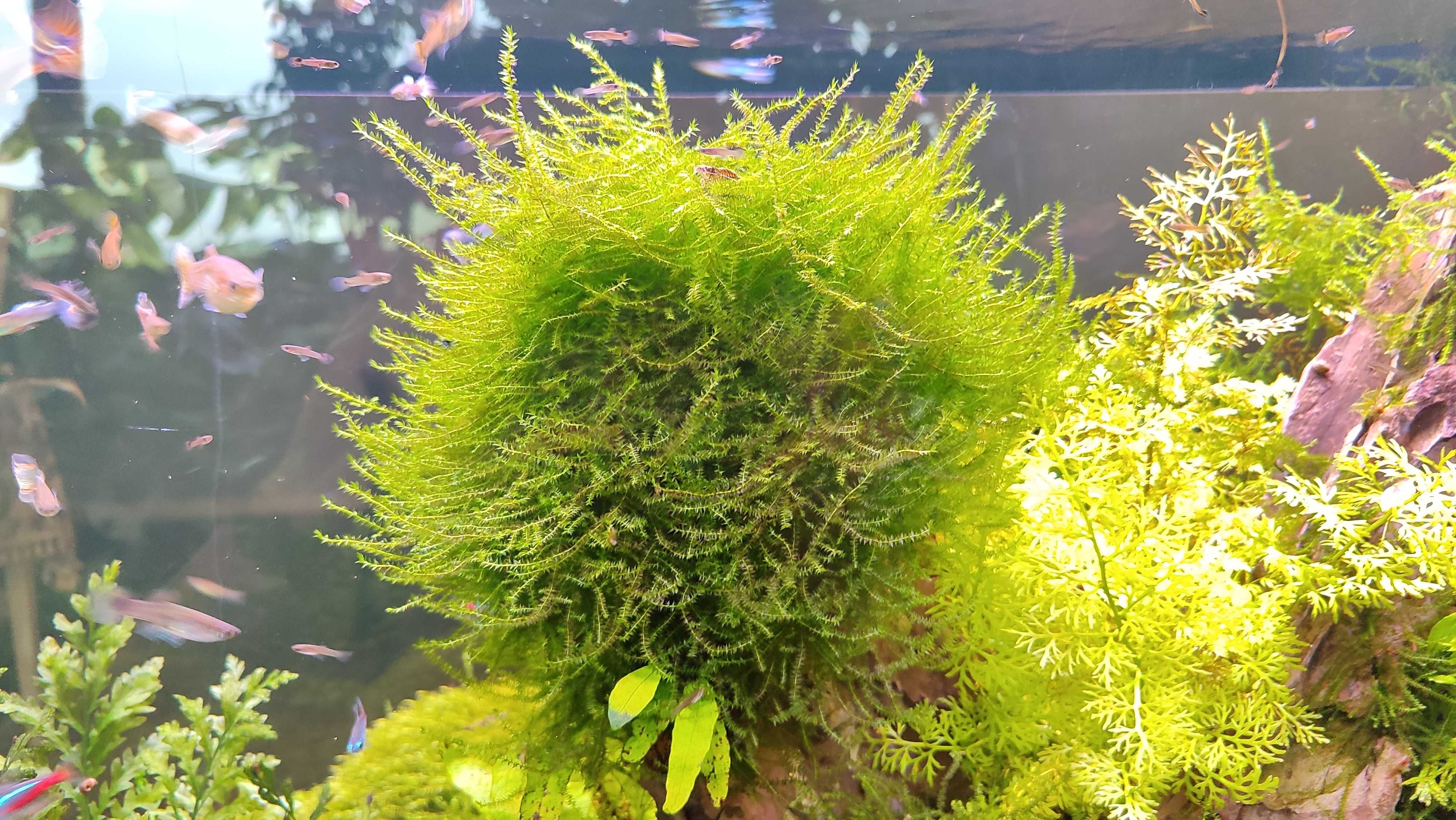 Акваріумний мох Peacock Moss