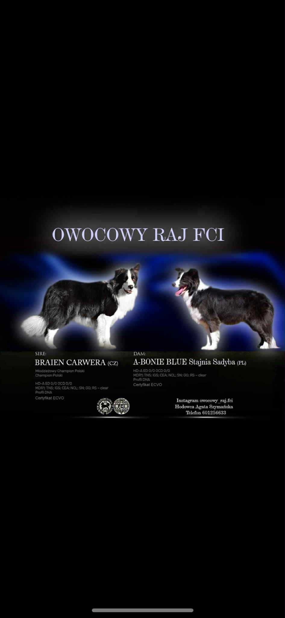 Border Collie ZKwP / FCI