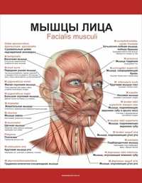 Курс масажу лиця ОНЛАЙН