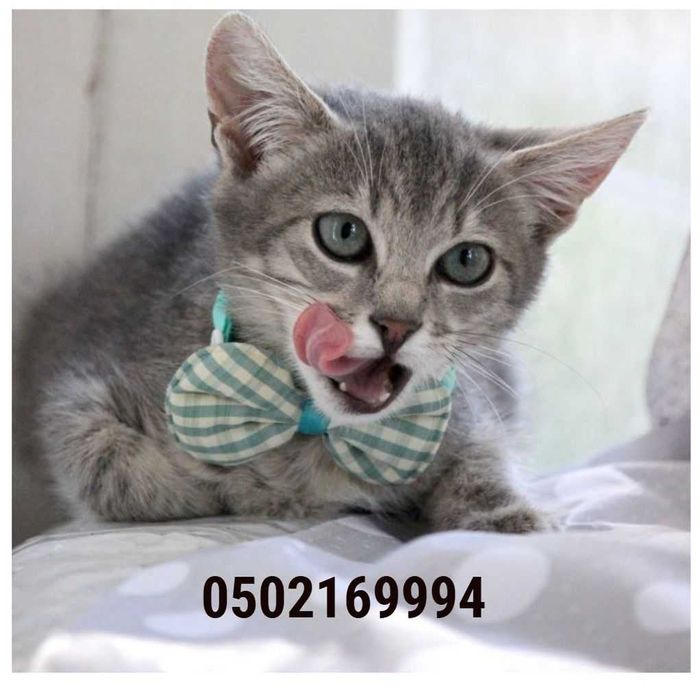 віддам кошеня 3міс 2 вакцини