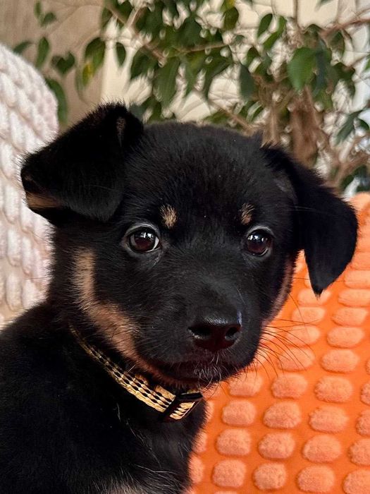 Malutka psia dziewczynka do adopcji - Pasta!