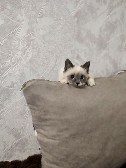 Зникла Сіамська кішечка