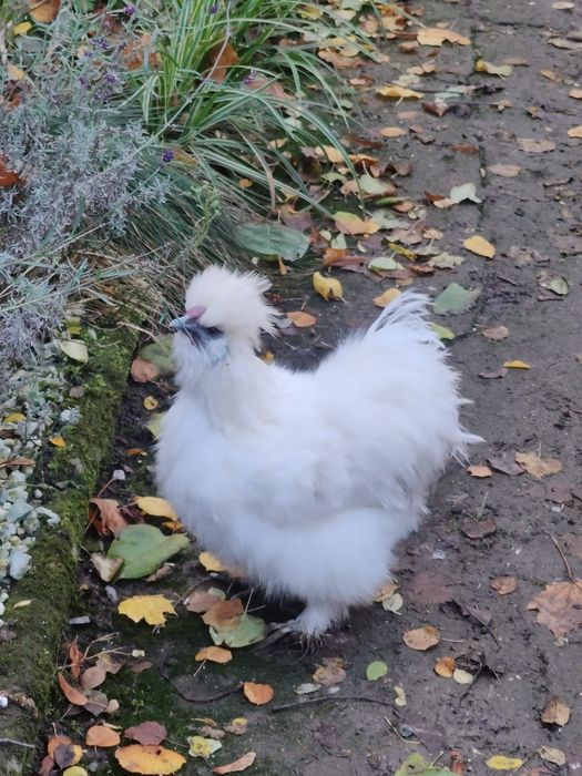 Kogut silka USA, silki, biały, z mają.