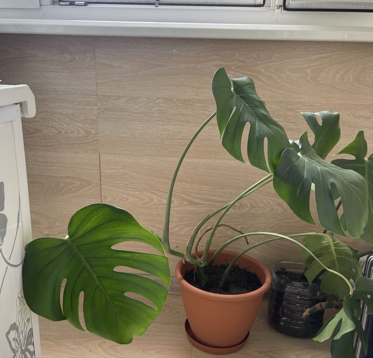 Монстера восхитительная (Monstera deliciosa).