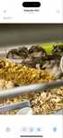 Hamsters Russos 2 meses