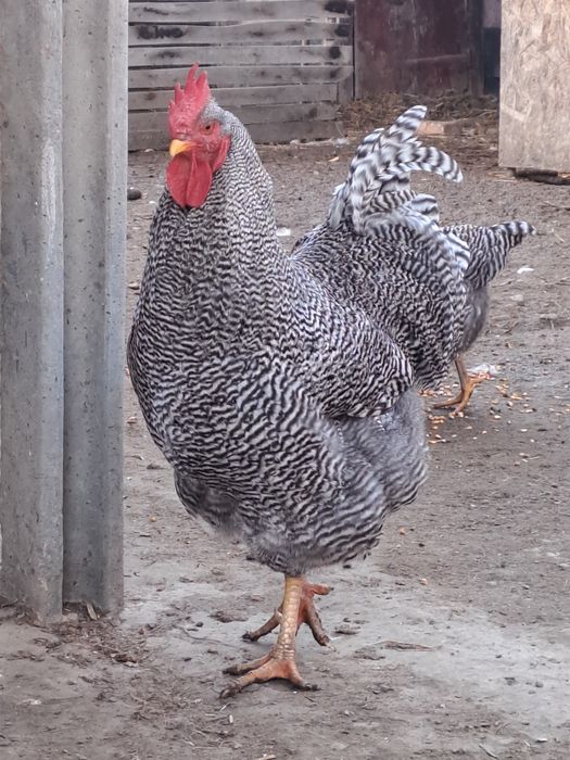 Продам кугута породи Амрокс