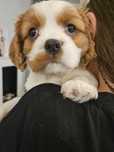 Spaniel cavalier bleinheim ostatni