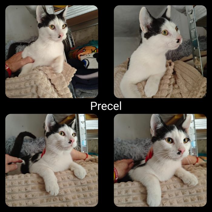 Kotki i kocurki do adopcji