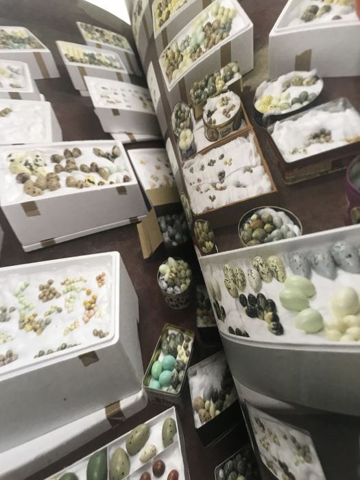 Ovos historia do colecionismo de ovos