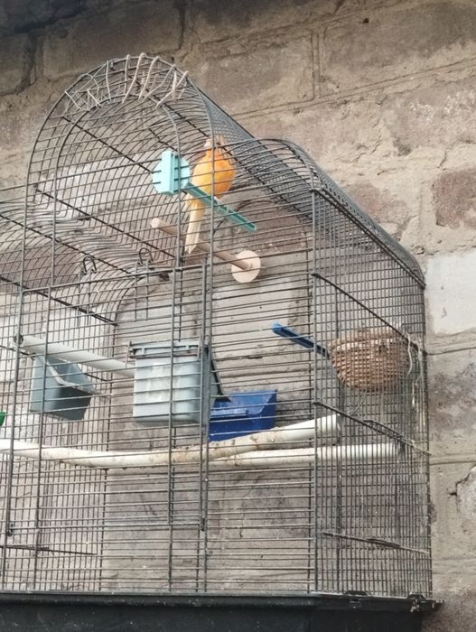 Клетка для кенаря певчего