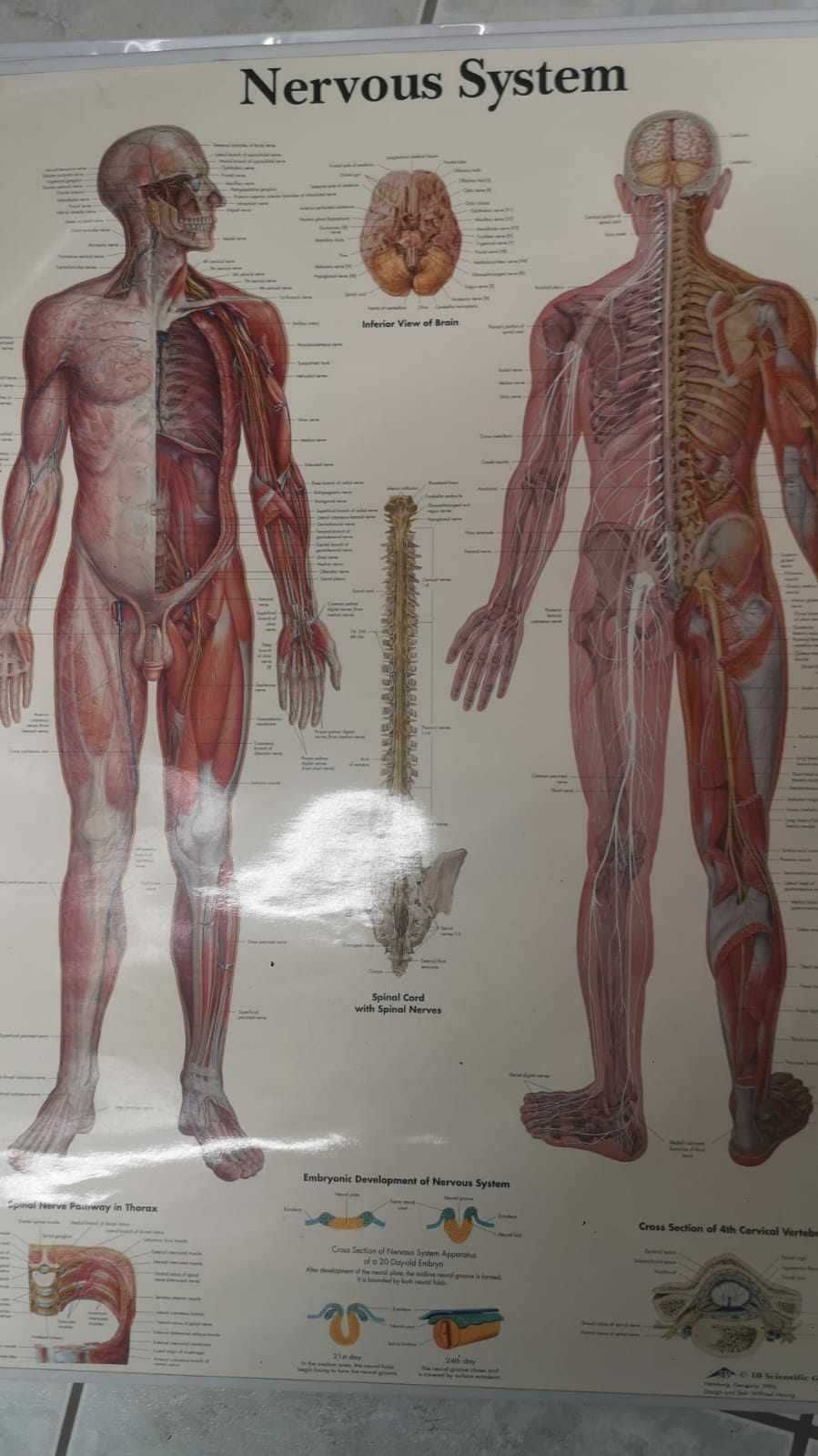 Tablica anatomiczna medyczna po angielsku układ nerwowy nervous system