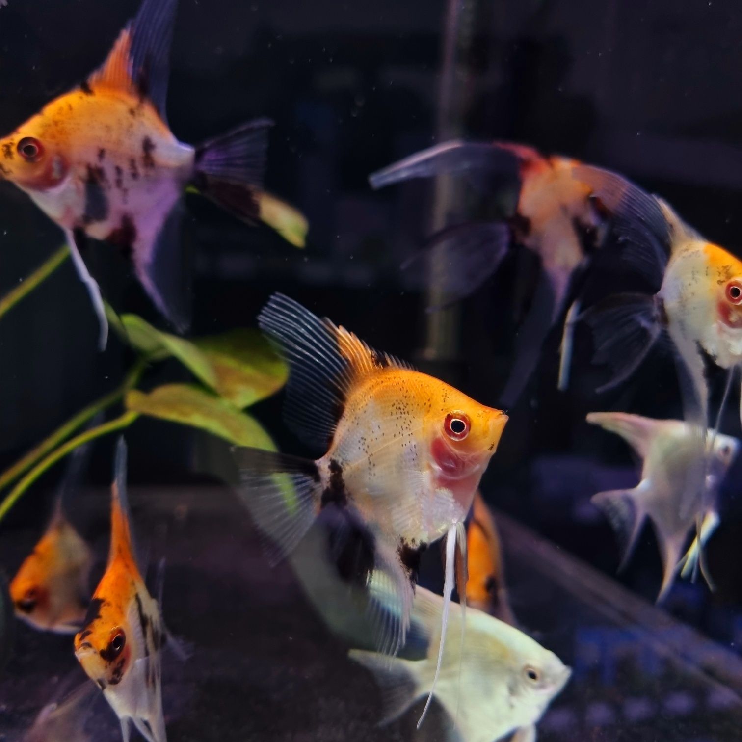 Skalar red devil (koi)