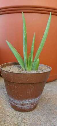 Suculentas - Aloe vera - planta - cato - produção biológica
