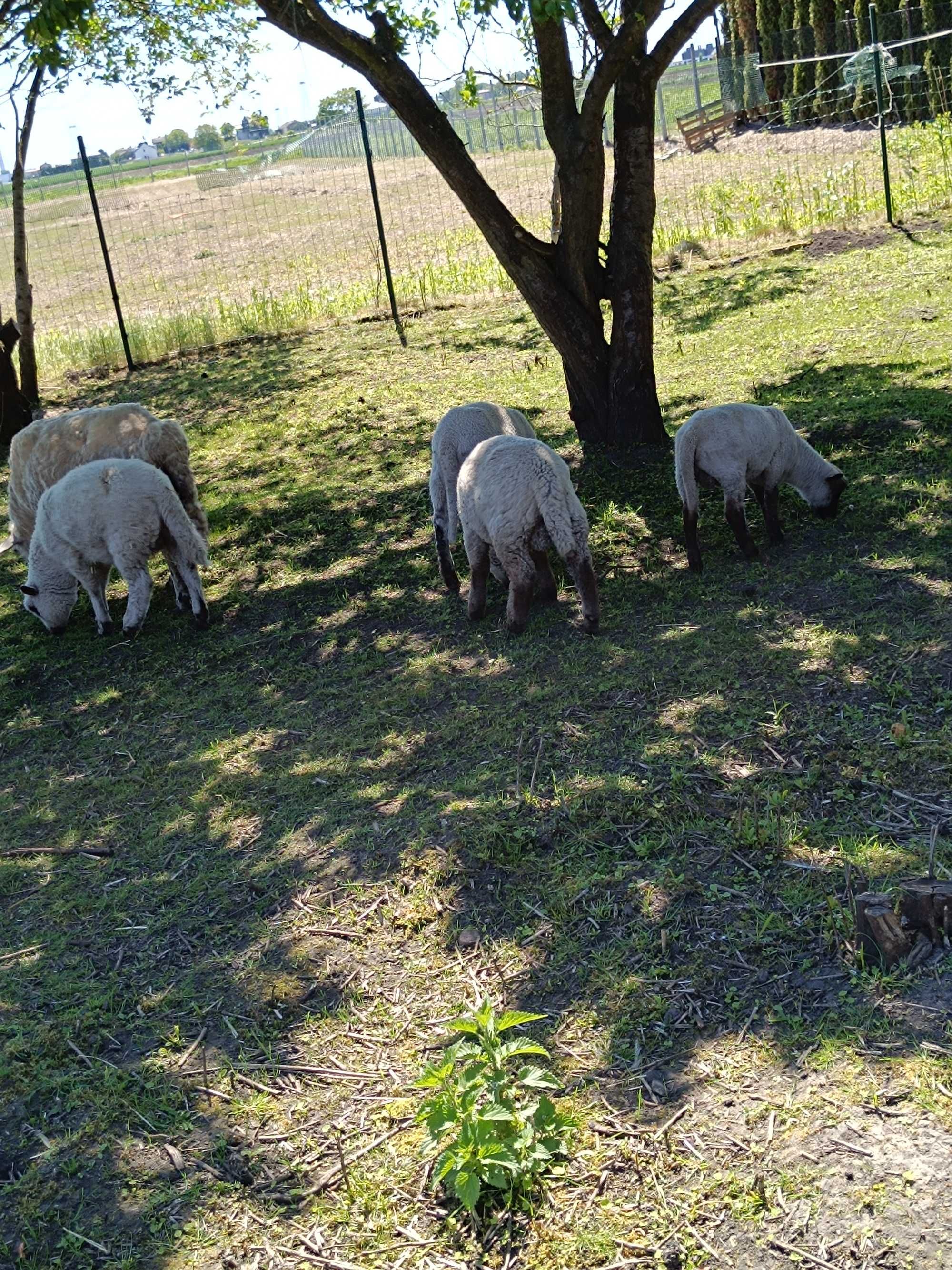 4 Baranki i Owce Czarnogłówki na mieso albo do chowu