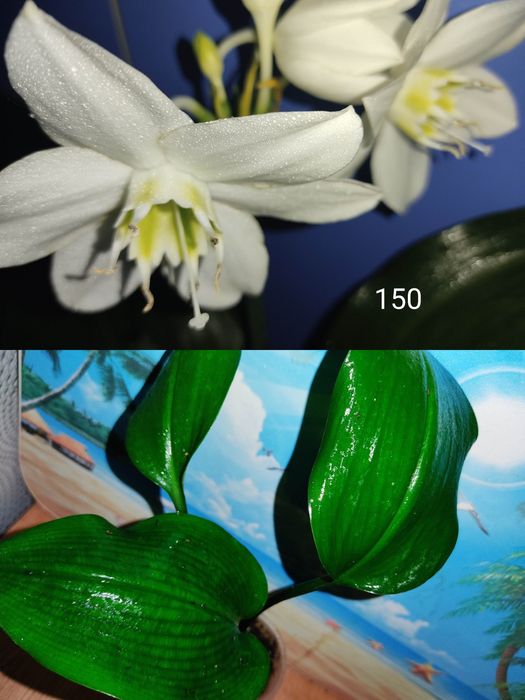 Генура варієгатна, есхінантус, цисус, маранта