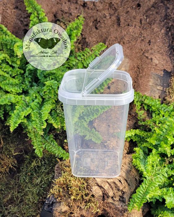 Pojemnik plastikowy braplast 425 ml – 8×8×11cm Łamana pokrywka