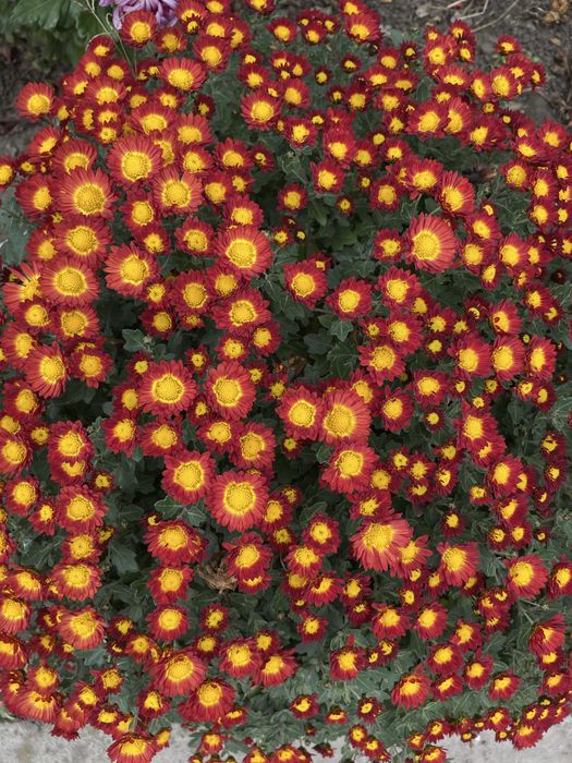 Хризантема мультифлора куляста