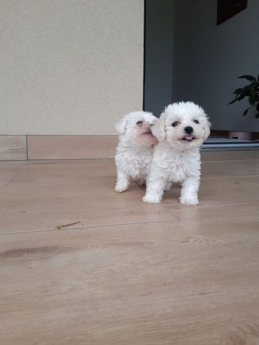 Bichon frise szczeniak