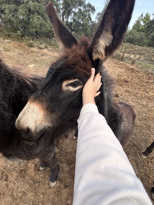 Burro jovem 6 meses – muito meigo