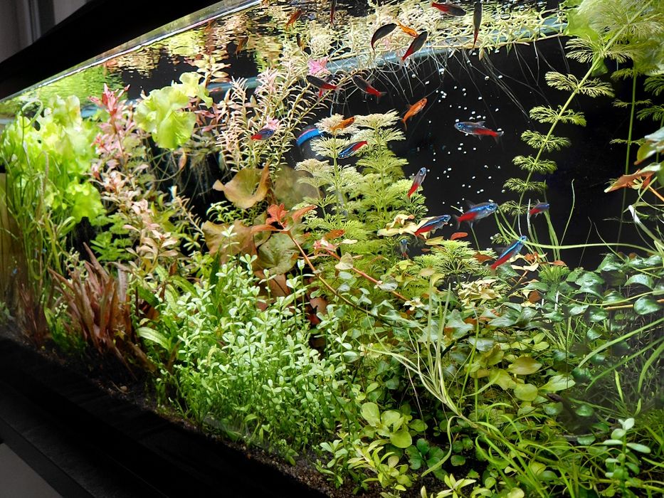 Roslinki akwariowe mega duży zestaw 30 szt