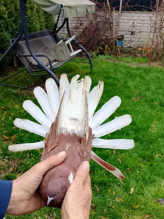 Orliki wiśniowe czerwone