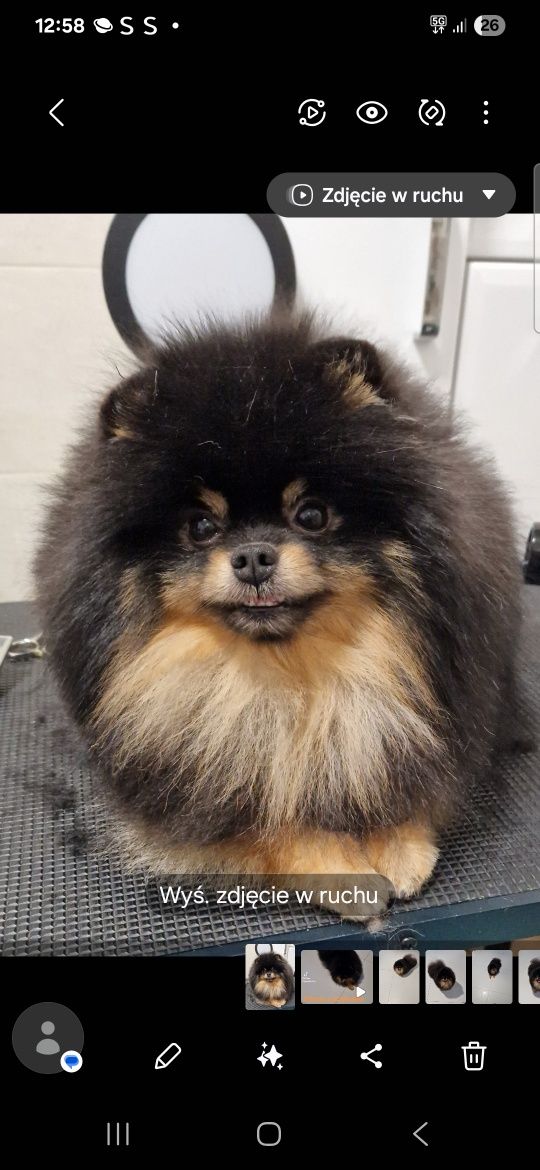 Szpic miniaturowy pomeranian