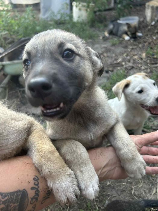 Лінія фронту поруч! Врятуйте хоч по одному, благаю