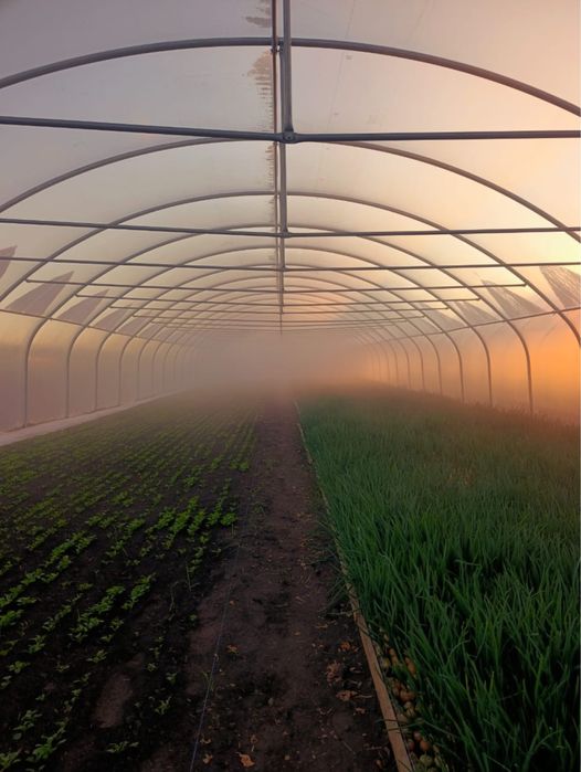 Продам перо цибулі/зелену цибулю