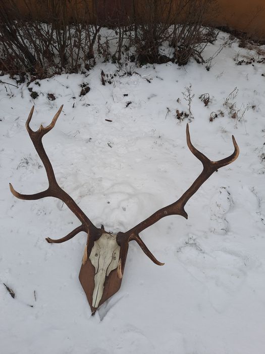Polecam świetne Poroża jelenia