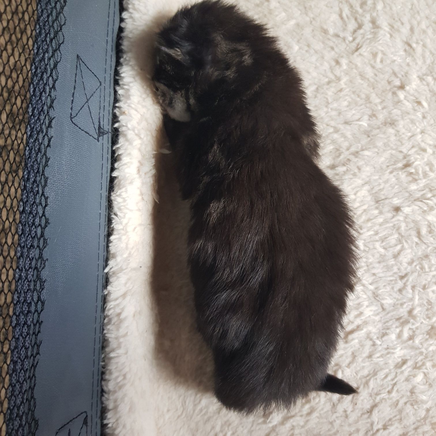 Kocięta Maine Coon