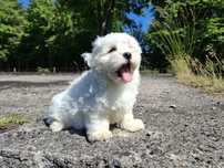 maltipoo szczeniak