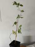 vendo planta maracujá amarelo