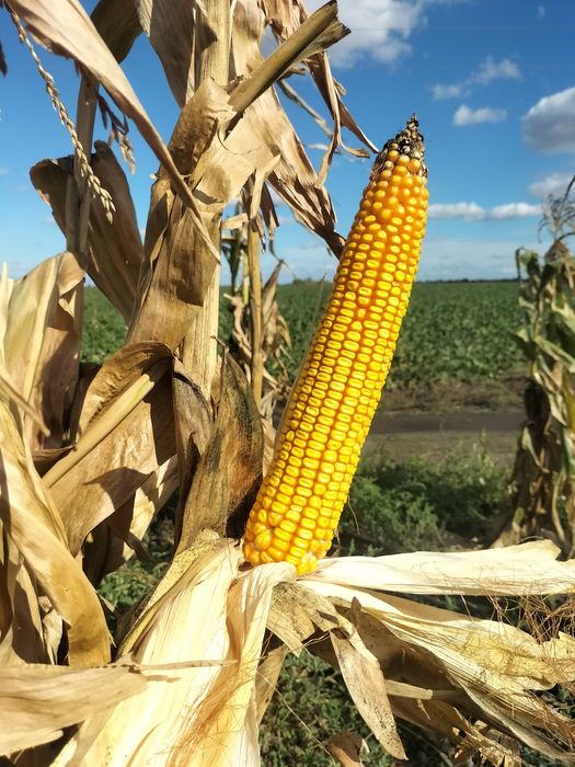 Кукуруза сортовая родом из 20-го века  не вырождается!