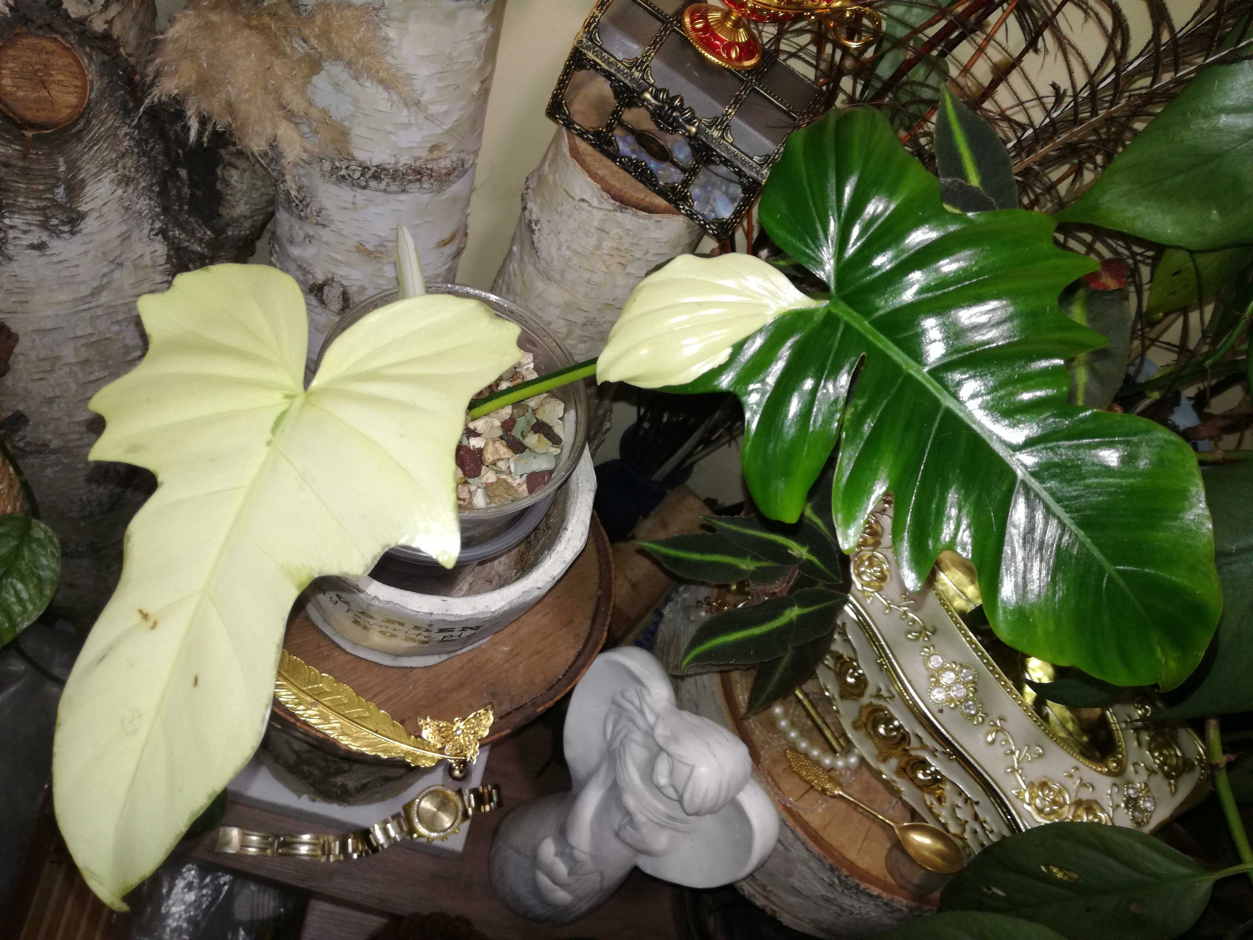 Philodendron Golden Dragon Variegata REZERWACJA kwiat UNIKAT monstera