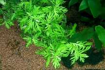 Hygrophila Diformis (planta aquário)
